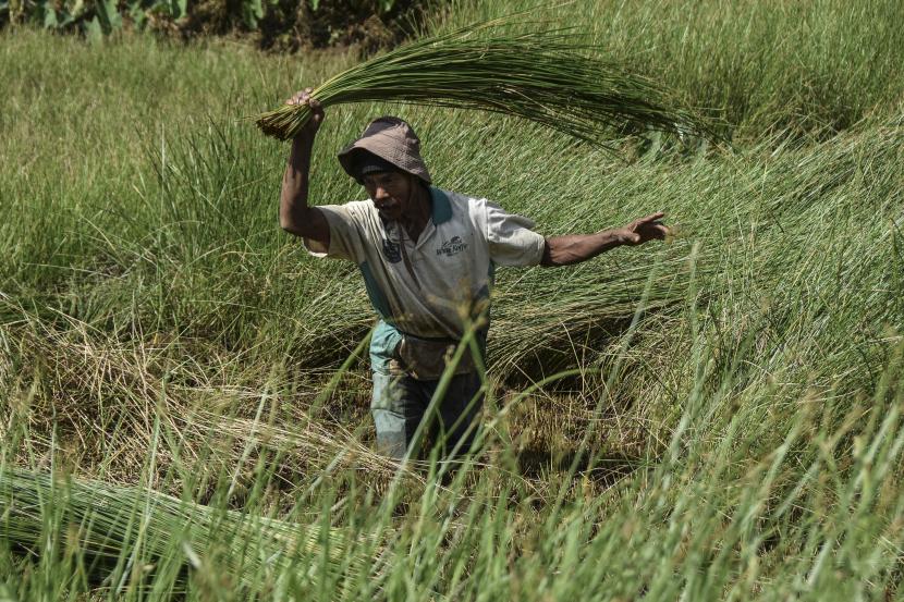 Petani memanen tanaman mendong di Kampung Cikadung, Kabupaten Tasikmalaya, Jawa Barat, Jumat (5/8/2022). Hasil panen mendong untuk kebutuhan bahan baku kerajinan itu dijual dengan harga Rp400 ribu hingga Rp700 ribu per kuintal. 