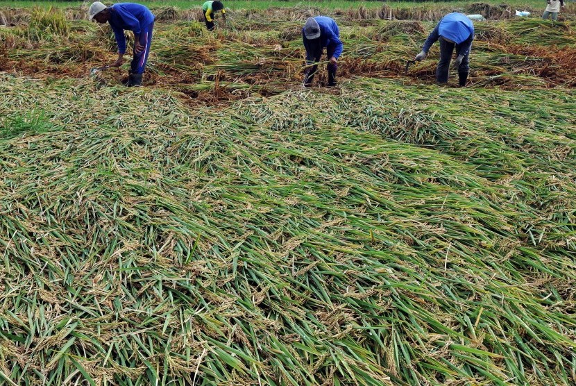 Petani memanen tanaman padi yang ambruk di persawahan Desa Capursari, Bulu, Temanggung, Jawa Tengah, Kamis (25/2)