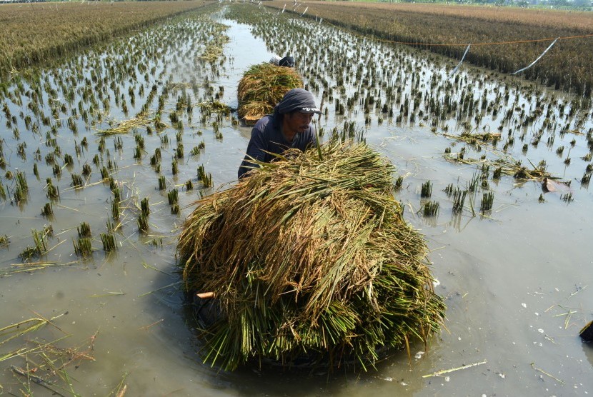 Petani memanen tanaman padi yang terendam banjir di persawahan Gempolsari, Tanggulangin, Sidoarjo, Jawa Timur, Jumat (19/2)