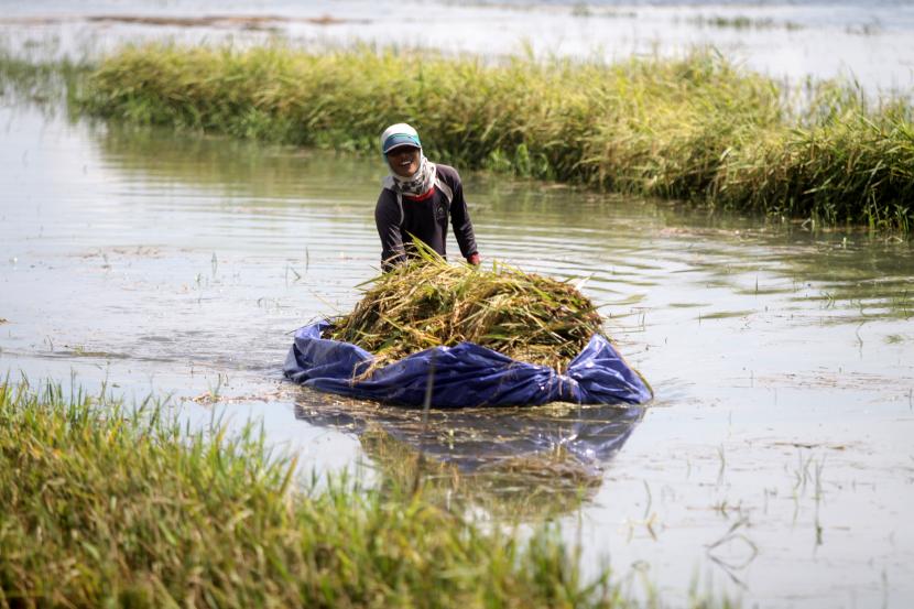 Petani memanen tanaman padi yang terendam banjir di persawahan di Pasuruan, Jawa Timur (ilustrasi) 