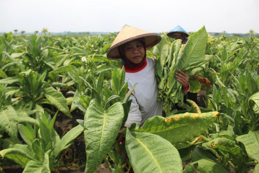 Petani memanen tembakau di Desa Karangpakis, Kecamatan Kabuh, Kabupaten Jombang, Jawa Timur, Jumat (30/9/2022). Harga tembakau saat ini mencapai Rp35 ribu per kilogram naik dibandingkan tahun lalu Rp28 ribu per kilogramnya. 