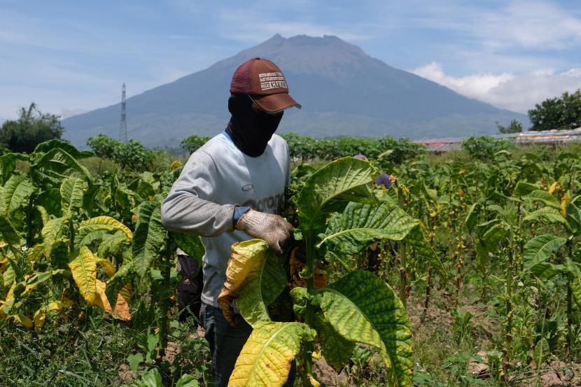 Petani memanen tembakau di persawahan Desa Danupayan, Campursari, Bulu, Temanggung, Jawa Tengah, Selasa (27/9/2022).
