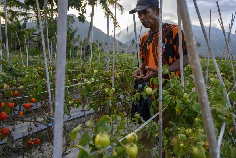 Petani memanen tomat di Desa Porame, Marawola, Sigi, Sulawesi Tengah, Sabtu (19/10/2019).