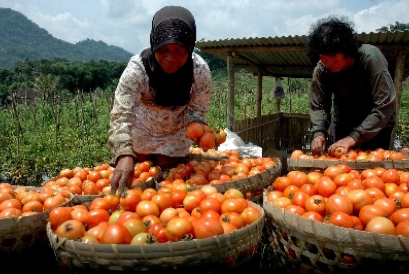 Petani memanen tomat. Harga tomat melonjak naik.