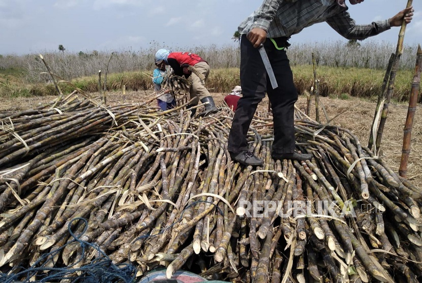 Dorong Swasembada Gula Nasional, GULA Tekankan Pentingnya Benih Unggul dan Peningkatan Rendemen Tebu