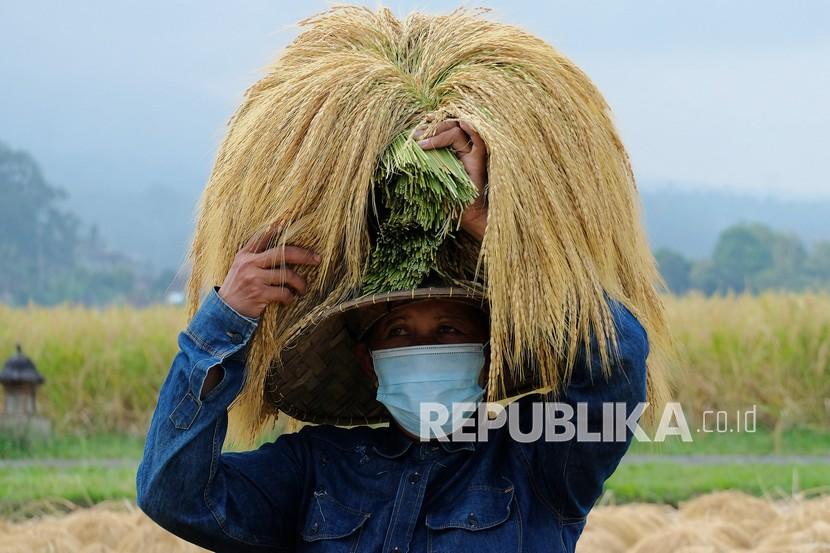 Petani memanggul padi merah di kepalanya saat panen raya di persawahan Jatiluwih, Tabanan, Bali, Kamis (3/6/2021). Tradisi panen raya padi merah yang digelar setiap bulan Juni itu merupakan upaya mempromosikan kembali kawasan objek wisata yang telah ditetapkan UNESCO sebagai warisan budaya dunia tersebut di tengah pandemi COVID-19.