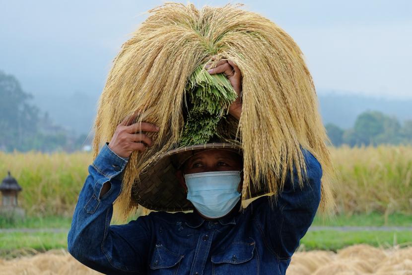 Petani memanggul padi merah di kepalanya saat panen raya di persawahan Jatiluwih, Tabanan, Bali.