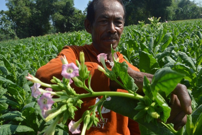 Petani memangkas bunga tembakau di Ngale, Pilangkenceng, Kabupaten Madiun, Jawa Timur.