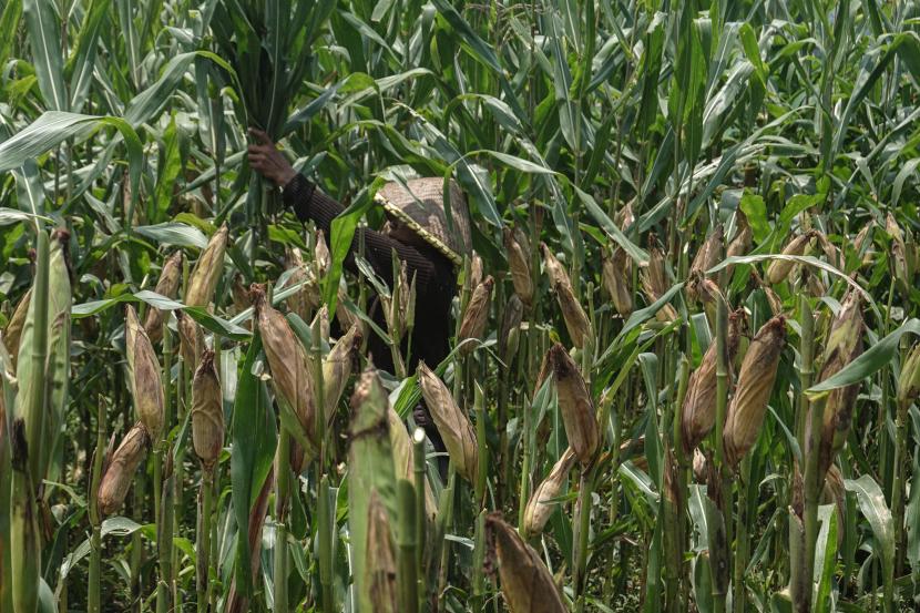 Petani memangkas dahan tanaman jagung yang siap panen di Desa Brobot, Bojongsari, Purbalingga, Jateng, Sabtu (25/9/2021). BPS menargetkan data jagung berbasis KSA bisa mulai dirilis pada awal 2022.