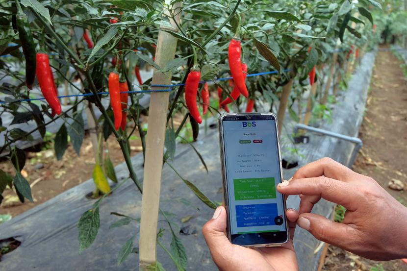 Petani memantau kebun cabai melalui aplikasi pada telpon genggam dalam metode pertanian cerdas berbasis teknologi. (ilustrasi)