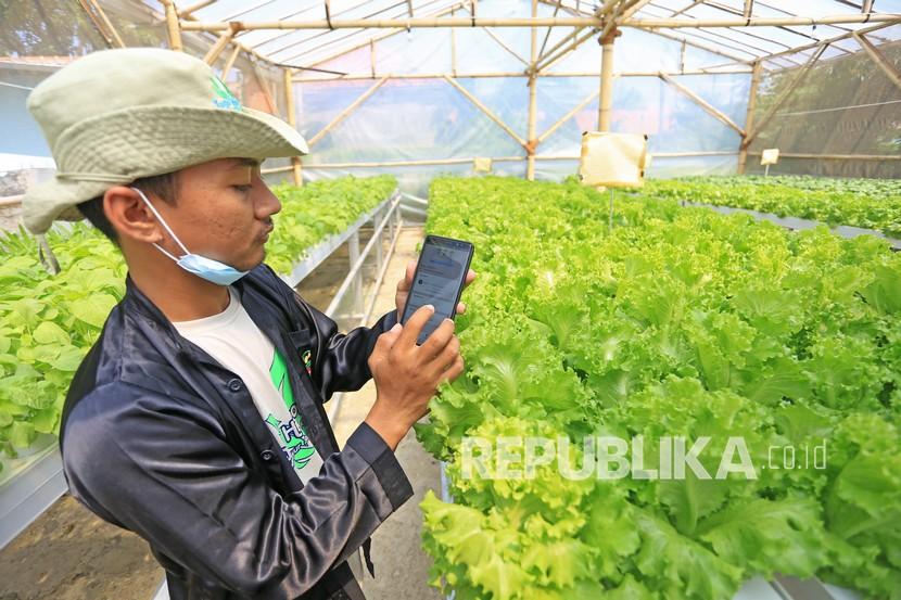 Petani memantau tanaman salada melalui aplikasi pada telepon genggam, (ilustrasi).