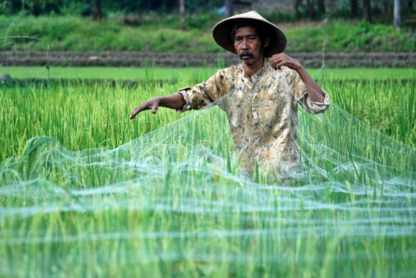 Petani memasang jala di salah satu lahan persawahan di kawasan Mluweh, Kabupaten Semarang, Jawa Tengah, Kamis (25/2)