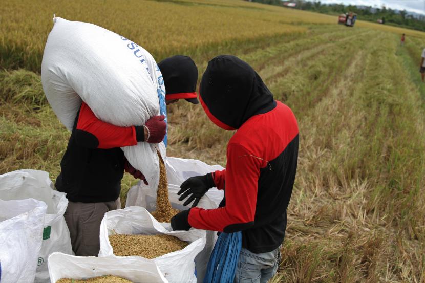 Petani memasukan gabah ke karung di persawahan (ilustrasi). Harga Gabah Kering Panen (GKP) di sentra produksi gabah Provinsi Lampung lebih tinggi dari Harga Pembelian Pemerintah (HPP). Harga GKP tertinggi di tingkat petani Rp 4.500 per kg dan terendah Rp 4.200 per kg, 