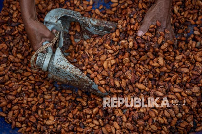 Petani memasukkan biji kakao ke dalam karung usai dijemur di Desa Salua, Kulawi, Sigi, Sulawesi Tengah, Senin (11/10/2021). 