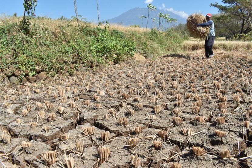 Petani membabat tanaman padinya yang rusak akibat kekeringan di Kabupaten Magetan, Jawa Timur, Jumat (28/6/2019).