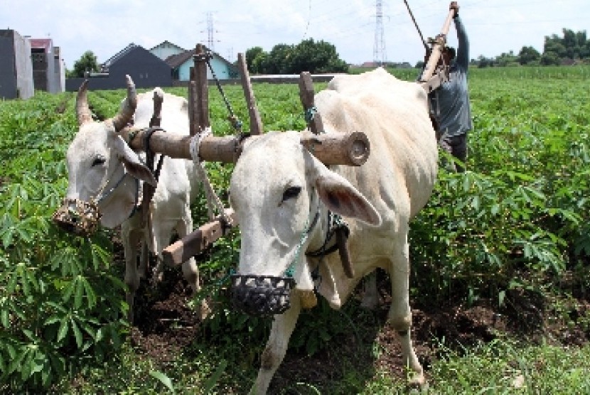 Petani membajak menggunakan sapi di lahan singkong di Desa Doko, Kediri, Kamis (19/2).