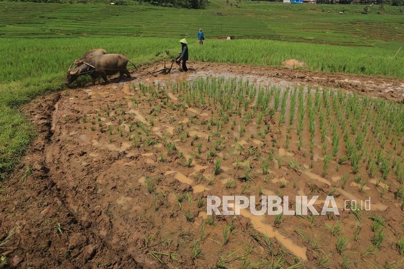 Sawah Majalengka