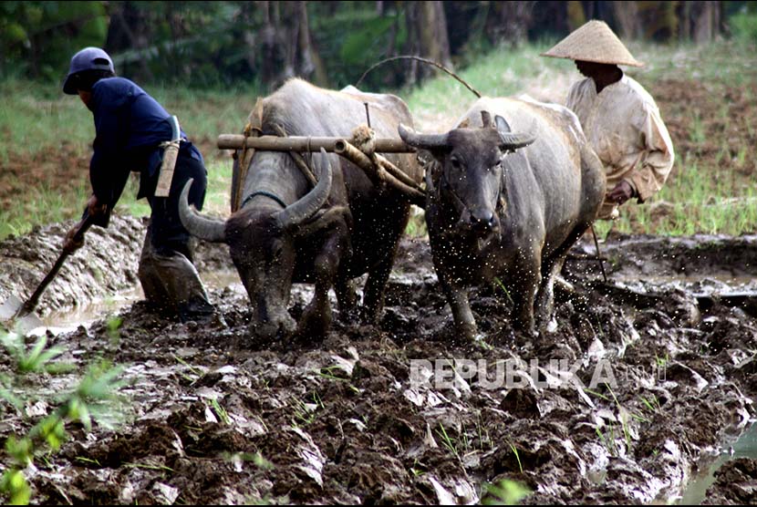 Petani membajak sawah menggunakan kerbau di lahan pertanian Kampung Sawah, Kabupaten Bogor, Jawa Barat, Selasa (19/9).