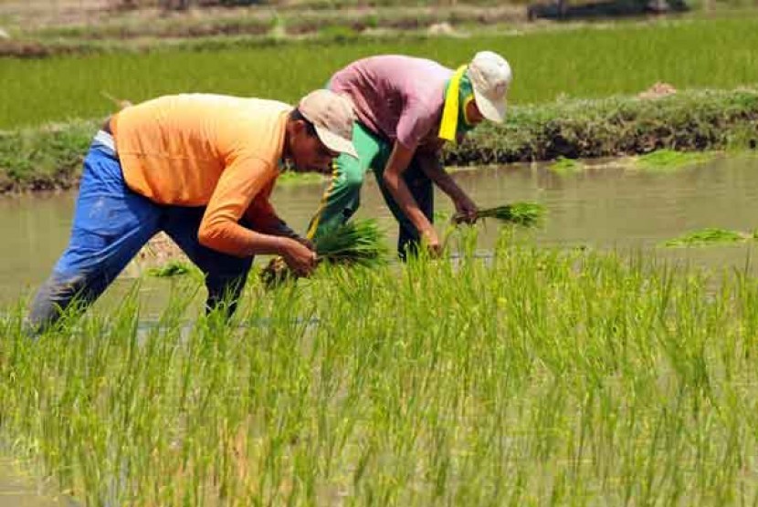 Petani membawa bibit padi untuk ditanam di persawahan.