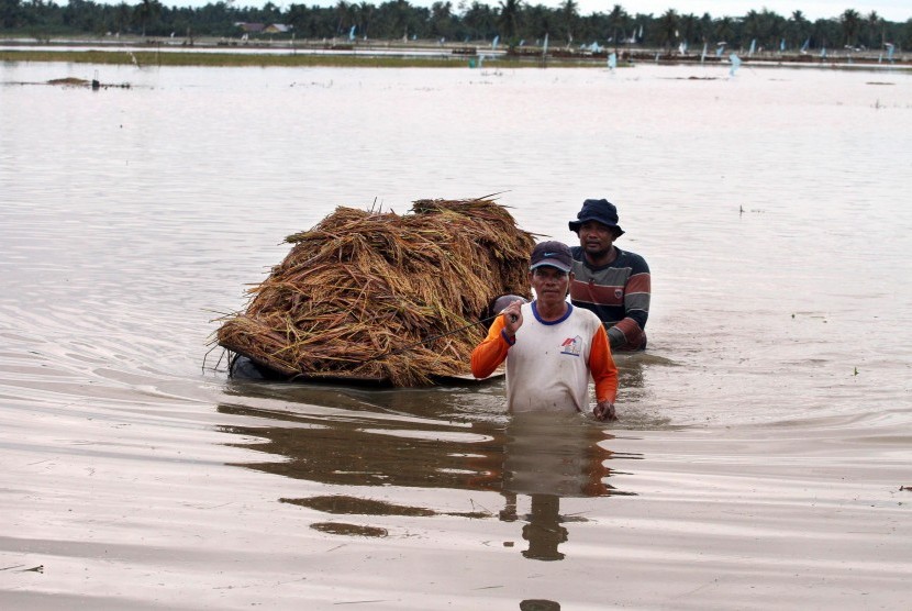 Petani membawa padi mereka yang terendam banjir di area persawahan Desa Nga, Kabupaten Aceh Utara, Aceh, Ahad (3/11). 