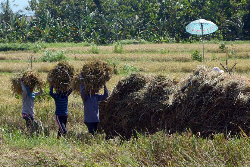 Petani membawa padi saat panen raya di Desa Manistutu, Jembrana, Bali, Selasa (28/6/2022). Presiden RI Joko Widodo meyakini Indonesia akan segera mencapai swasembada beras.
