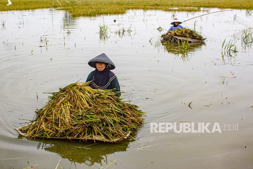 Petani membawa padi yang terendam banjir di areal persawahan Desa Karangligar, Karawang, Jawa Barat. Sebanyak 876 hektare sawah di Karawang terendam banjir.