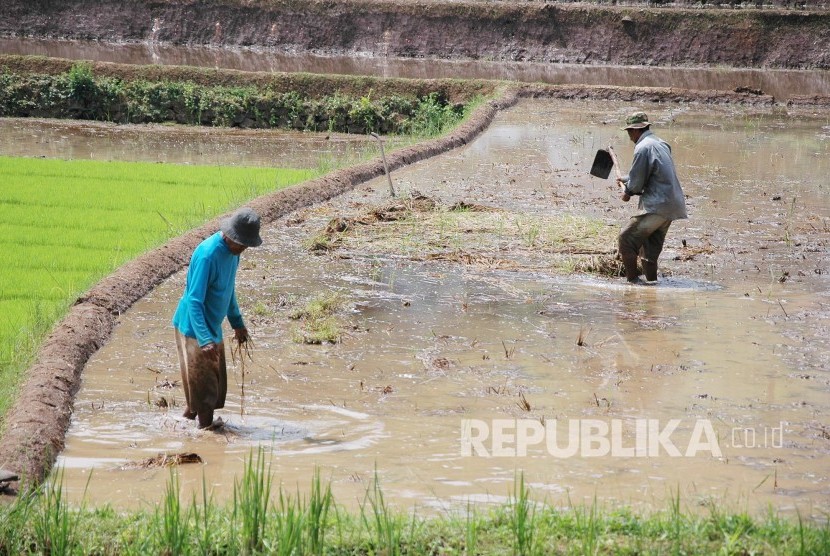 Petani membenamkan jerami sisa panen ke dalam lumpur untuk menyuburkan tanah, di Wanayasa, kabupaten Purwakarta, belum lama ini. Mumpung masih adanya hujan dan air yang mencukupi, para petani mempercepat tanam sebelum kemarau tiba. (Republika/Edi Yusuf)