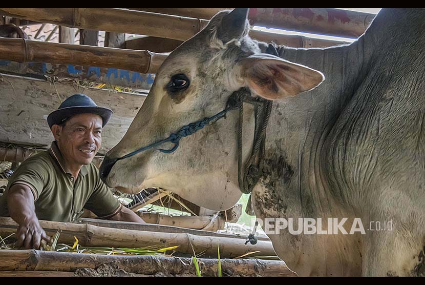 Petani memberi pakan sapi potong di peternakan sapi Cilengkrang, Kabupaten Bandung, Jawa Barat. ilustrasi