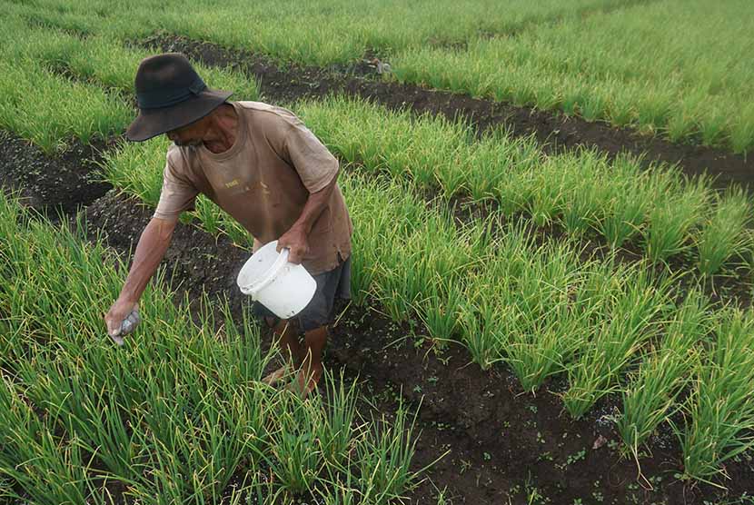 Petani memberi pupuk pada tanaman bawang di Desa Gunting, Sukorjo, Pasuruan, Jatim.