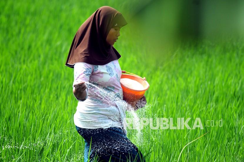 Petani memberikan pupuk tanaman padi, di Desa Dasok, Pamekasan, Jawa Timur, Sabtu (9/1). Petrokimia Gresik mengimbau petani untuk menerapkan pemupukan berimbang. 