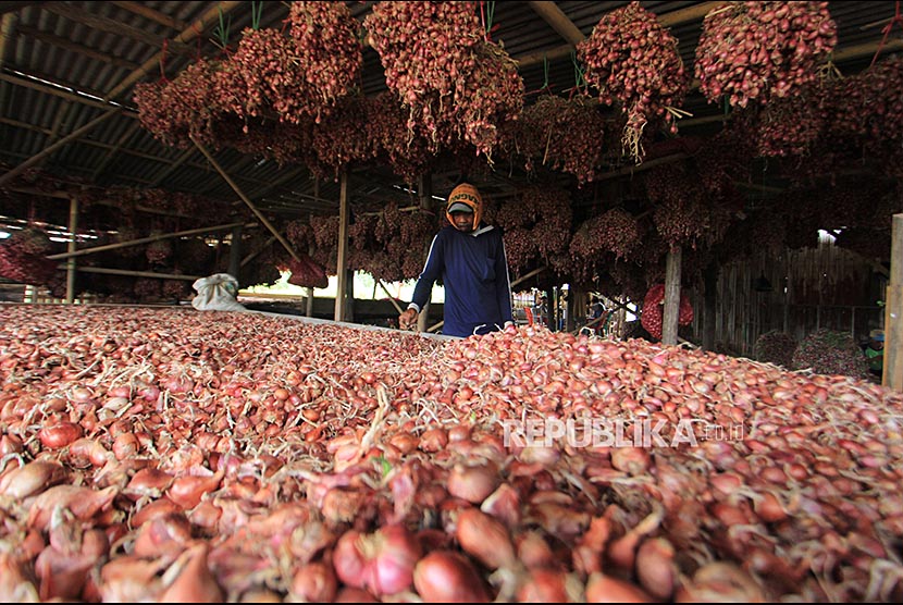 Petani membersihkan bawang merah hasil panen di Pekandangan, Indramayu, Jawa Barat, Selasa (06/11/2018). Petani mengeluhkan anjloknya harga bawang merah yang mencapai Rp12 ribu per kilogram dari harga sebelumnya Rp17 ribu per kilogram. 