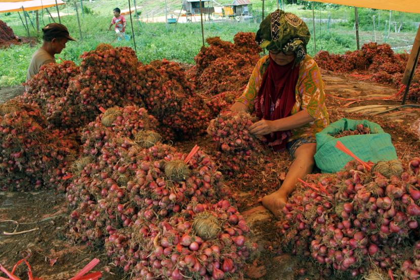 Petani membersihkan hasil panen bawang merah (ilustrasi). Provinsi Kalimatan Selatan kekurangan pasokan bawang merah dan cabai kering.