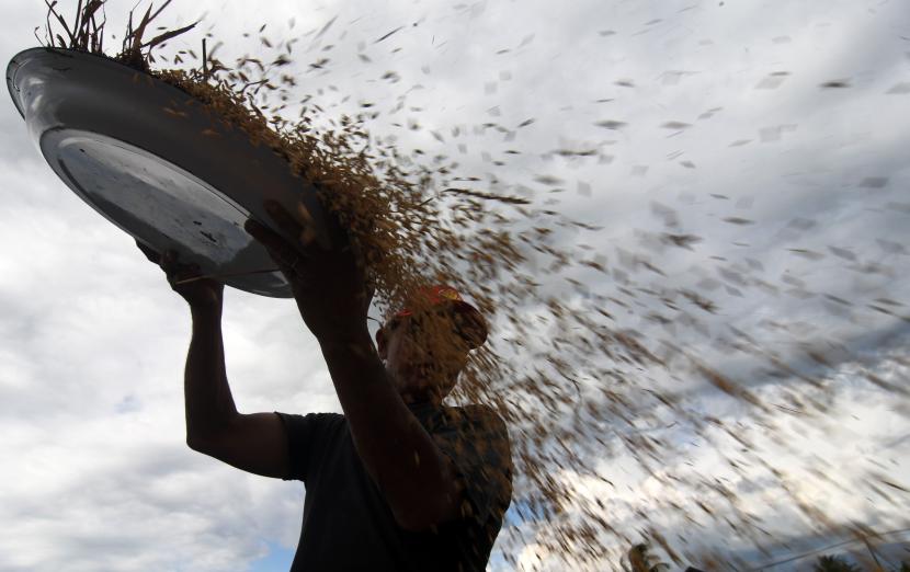 Petani membersihkan padi hasil panennya di Kabupaten Sigi, Sulawesi Tengah, Rabu (1/6/2022). Perusahaan Umum Badan Urusan Logistik (Perum Bulog) memastikan beras di Sulawesi Tengah terserap merata sebagai upaya menjaga ketersediaan beras di masyarakat.