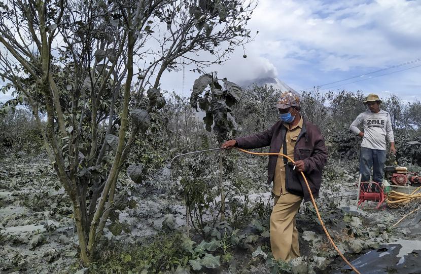 Petani membersihkan tanaman brokoli dan cabai rawit yang tertutup debu vulkanik pascaerupsi Gunung Sinabung di Desa Naman, Kecamatan Naman Teran, Karo, Sumatera Utara, Selasa (11/8/2020). 