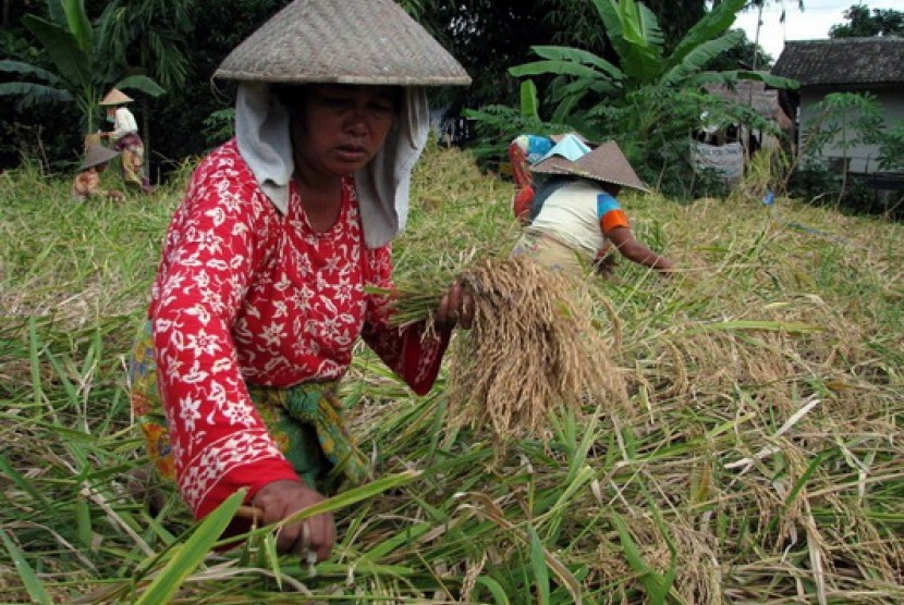 Petani memenan beras ketan