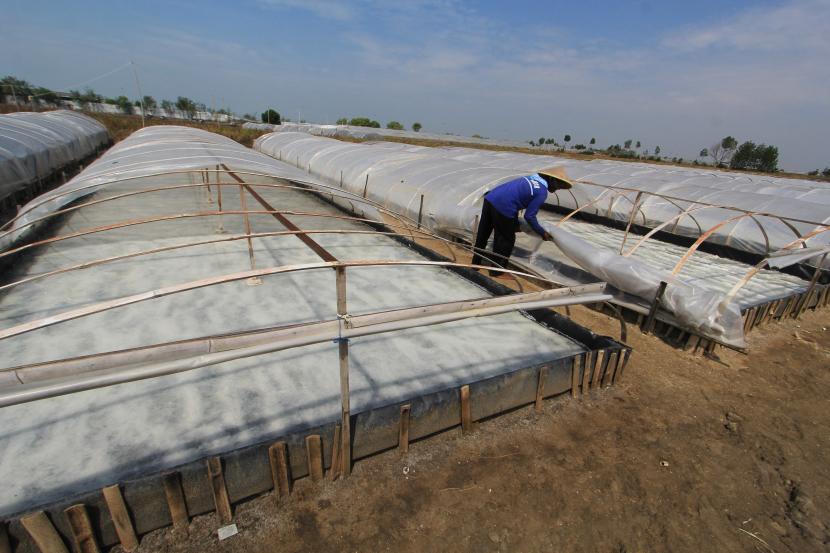 Petani memeriksa kolam garam yang menggunakan plastik tunel di Luwunggesik, Krangkeng, Indramayu, Jawa Barat. Petani garam mengaku mengalami kerugian akibat harga garam yang turun drastis mencapai Rp 200 per kilogram sehingga tidak menutup biaya produksi.