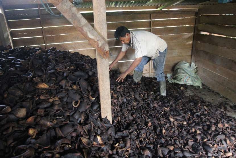 [ilustrasi] Petani memeriksa kopra yang baru dikeluarkan dari dapur pengeringan.