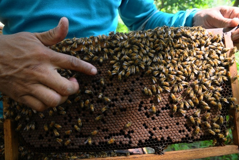 Petani memeriksa lebah madu yang dibudidayakan saat perawatan rutin di kawasan hutan jati, Gundih, Grobogan, Jawa Tengah, Selasa (7/5/2019).