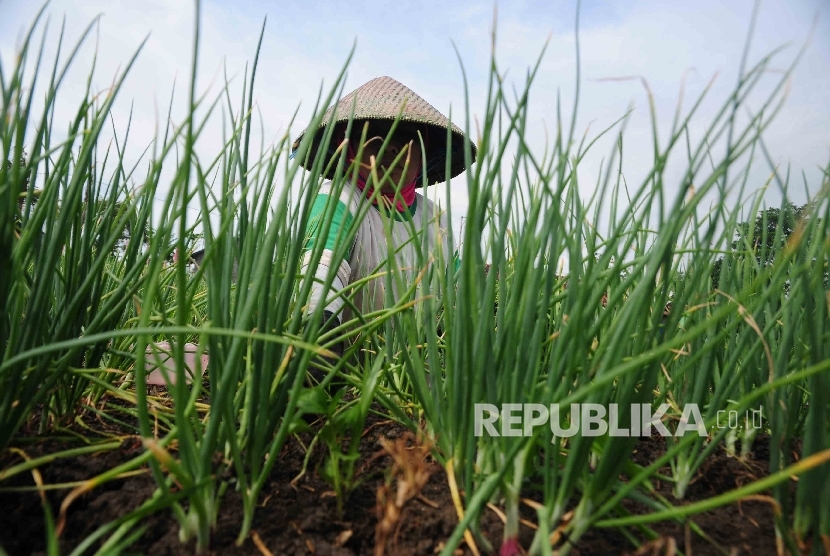 Petani memeriksa tanaman bawang merah di area persawahan Desa Larangan, Kecamatan Larangan, Brebes, Jawa Tengah, Senin, (11/4). (Republika/Agung Supriyanto)
