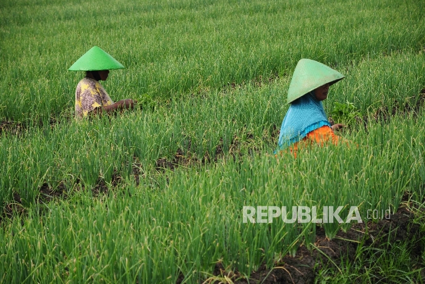 Petani memeriksa tanaman bawang merah di area persawahan Desa Larangan, Kecamatan Larangan, Brebes, Jawa Tengah, Senin, (11/4). (Republika/Agung Supriyanto)