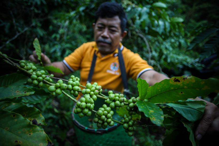 Petani memetik biji kopi di Gunung Betung, Bandar Lampung, Lampung, Rabu (16/3/2022). Pemerintah Provinsi (Pemprov) Lampung akan mengurangi penjualan produk hortikultura mentah, untuk meningkatkan kesejahteraan petani. 