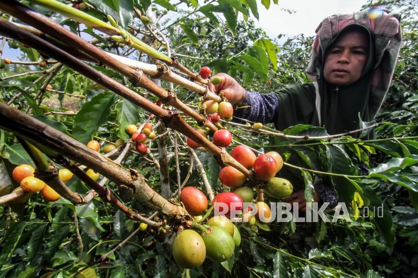 Petani memetik kopi (ilustrasi). Ekspor kopi Sumatra Utara mencapai Rp 3,1 triliun.
