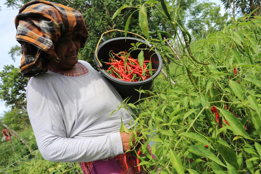 Petani memetik cabai merah saat panen di Desa Alue Raya, Samatiga, Aceh Barat, Aceh, (ilustrasi).