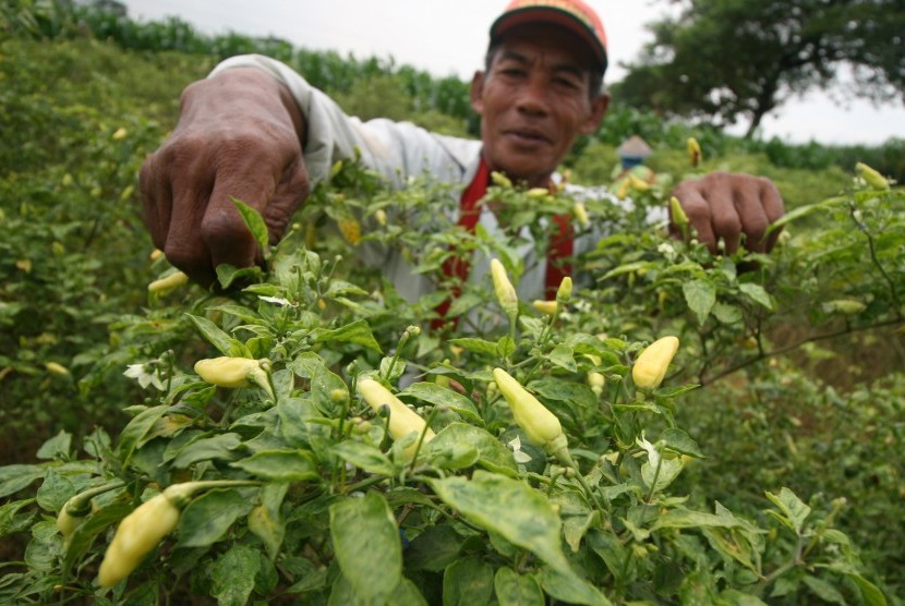 Petani memetik cabai rawit di area persawahan Desa Paron, Kediri, Jawa Timur, Jumat (31/3).