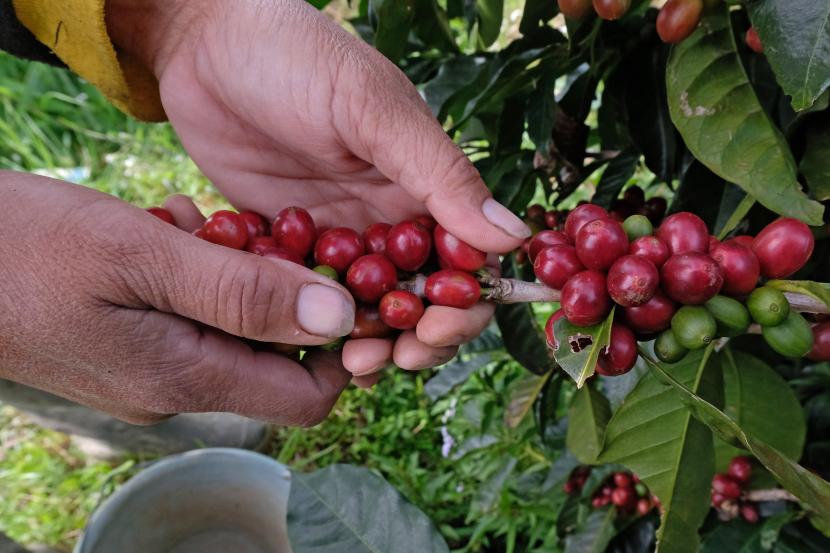Petani memetik kopi Arabika (Coffea arabica) di perladangan lereng gunung Sindoro Desa Canggal, Candiroto, Temanggung, Jawa Tengah, Jumat (19/6/2020).Konsumsi kopi di Indonesia naik dari 250 ribu ton di 2016 menjadi 335 ribu ton di 2019