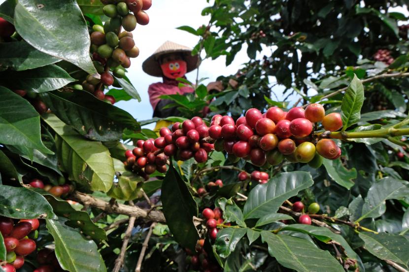 Petani memetik kopi Arabika (Coffea arabica)