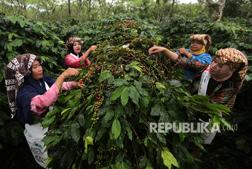 Petani memetik kopi arabika saat panen massal dalam rangkaian festival panen kopi gayo di Rembele, Bener Meriah, Aceh.