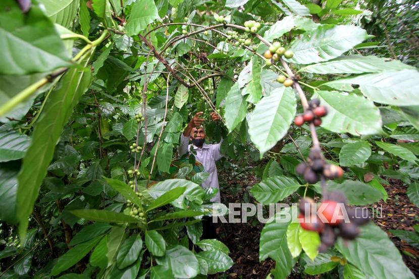 Petani memetik kopi jenis robusta (ilustrasi). PT Jasa Marga (Persero) Tbk memberikan bantuan produksi kopi organik untuk petani kopi lokal melalui Balkodes Majaksingi, Magelang, Jawa Tengah