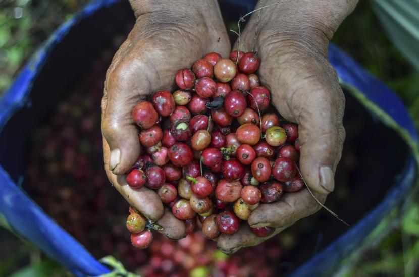 Petani memetik kopi robusta di Kawasan Kaki Gunung Galunggung, Kampung Ciakar, Kabupaten Tasikmalaya, Jawa Barat.