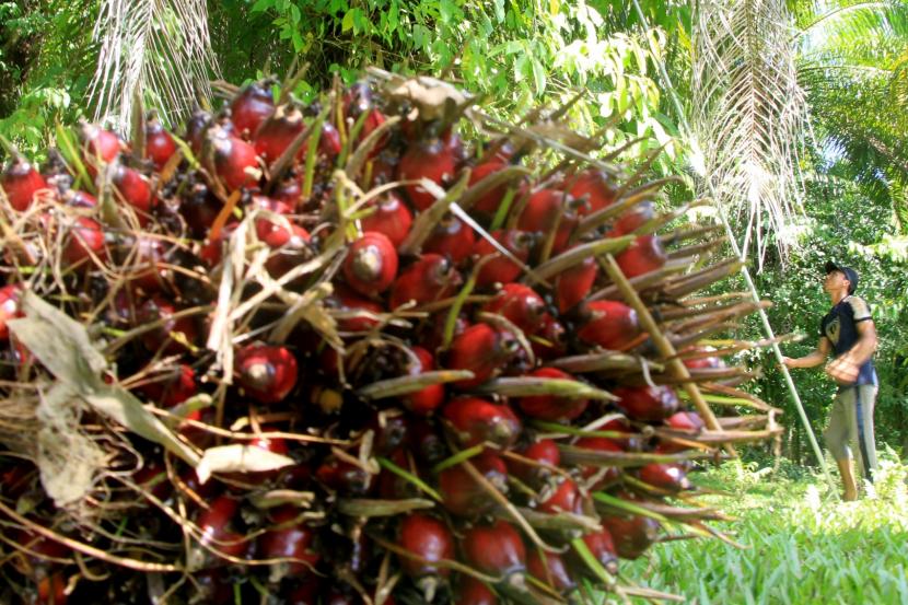 Petani memetik tandan buah segar (TBS) sawit di Desa Pasi Kumbang, Kecamatan Kaway XVI, Aceh Barat, Aceh, Kamis (11/6/2020). Petani sawit menyebut, menurunkan B30 ke B20 jadi solusi kelangkaan minyak goreng tanpa mengorbankan petani sawit.